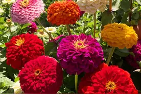 这8种花草都是“一次性”的，花败就扔掉，别再浪费时间了图片
