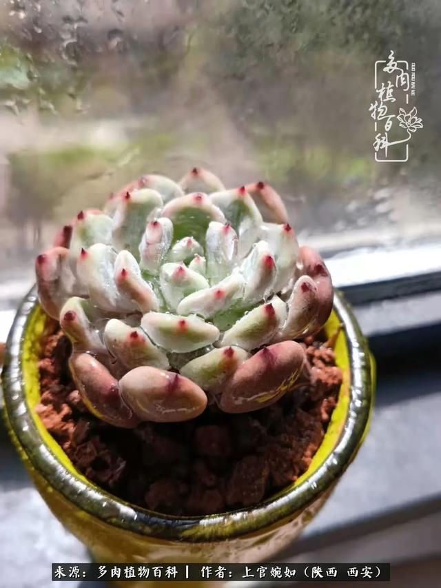 一入肉坑深似海之，我与多肉的不解之缘