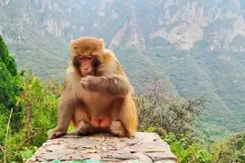 神农山的猴王，今天吸引了一百万人观看！图片