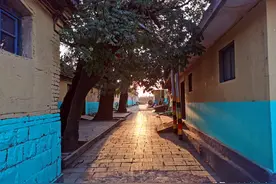 莱阳前发坊村有连排三棵大槐树，这样栽种其实很有讲究图片