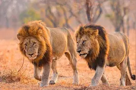 雄狮有100多根1厘米倒刺，交配时使雌性受伤，为何如此残忍？图片