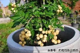 家里有庭院的，推荐您种“三果树”，甘甜多汁，南北方都能养图片