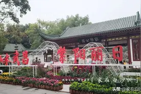 出去玩吧！金秋菊展上新，适合一家人出游图片