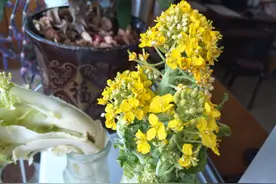 白菜花，大白菜花图片