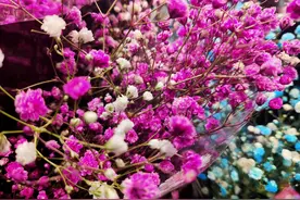 你知道满天星的花语吗。图片