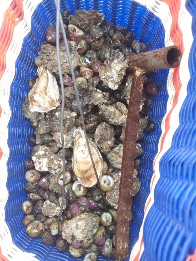 今天说一说什么是赶海，赶海真的好过瘾啊