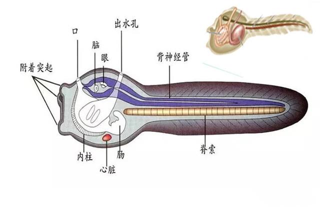 海鞘为了生存能有多狠？吃掉自己的脑子，从动物变成“植物”