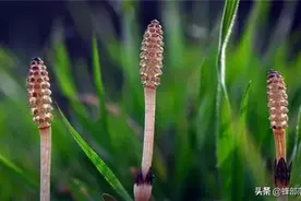 “贪财”的草，古代人曾依靠它寻找黄金矿藏，如今被人当作杂草图片