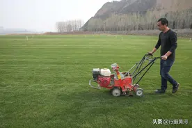 河南小伙“不务正业”在黄河滩上种草，370亩今年能卖200万图片