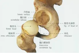 髋关节发育不良，父母该如何判断？图片
