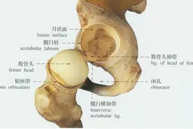 髋关节发育不良，父母该如何判断？图片