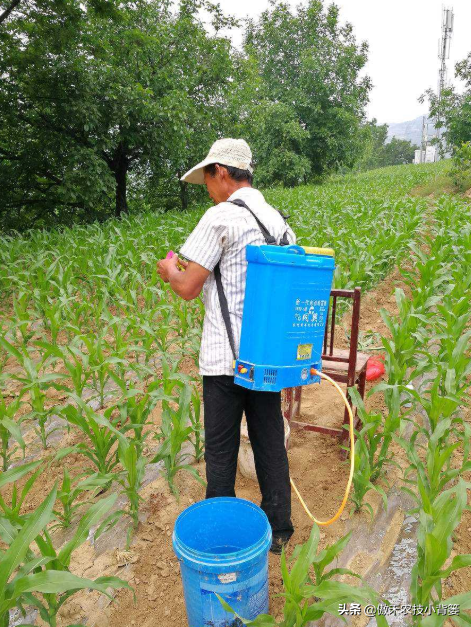 作物上的这3个叶面肥配方，能促长壮棵、增产增收，又能防治病害