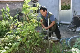 邻居偷吃人家院子里的黄瓜闹肚子，向人家索要药费，合理吗？图片