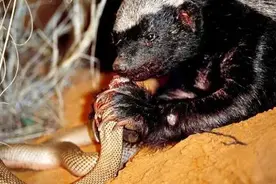 如果把2只蜜獾放在大连蛇岛上，能把蛇全都吃完吗？结局会怎么样图片