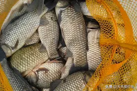 七星漂钓组N种搭配方法，初冬野钓大鲫鱼，适用各种多变的鱼情图片