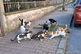 母猫被8只公猫“求爱”，无法拒绝也不能脱身，却靠一把狗粮解围图片