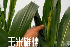玉米要想穗大结籽多，抽穗期最好做好这四点，才更有利于高产图片