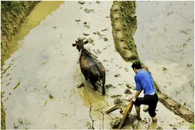 2亿多中国新农民的新福利，建行裕农通帮你了解真正的普惠金融图片