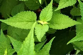 各地农村用藿香做菜方法大全，每一道都是经典图片