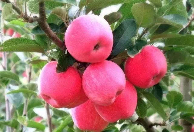 补钾对果树有哪些好处呢？苹果树什么时候施钾肥效果最好？