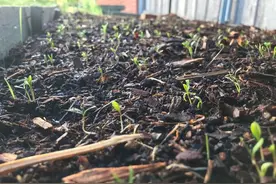 澳洲种植小记：那些苗苗们教会我的事（一）图片