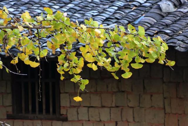 秋风吻尽银杏叶，艳遇醉美帽子峰