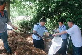 云南一农家旁惊现2.8米眼镜王蛇，为国家保护动物，被咬死赔多少图片