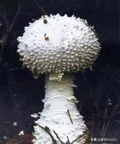 楚雄市南华县舌尖盛宴——菌子大全