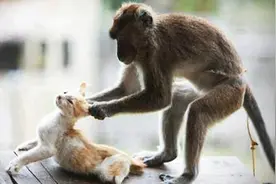 猫咪滞留动物园猴山，被猴子折磨撕咬，猴子为什么会那么讨厌猫？图片