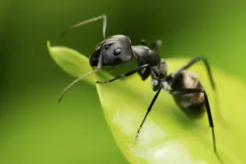 被称为“掌控世界的小东西”，它有什么独特之处？图片