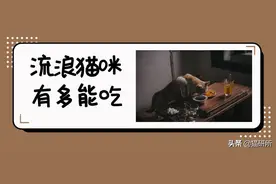 流浪猫号称“生态杀手”？毛孩子到底有多能吃？图片