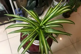 卧室养4种花最合适，不仅能净化空气，还能保持房间湿润图片