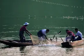 “三文鱼”引起疫情恐慌！哪些鱼可以替代它成为健康之选？图片