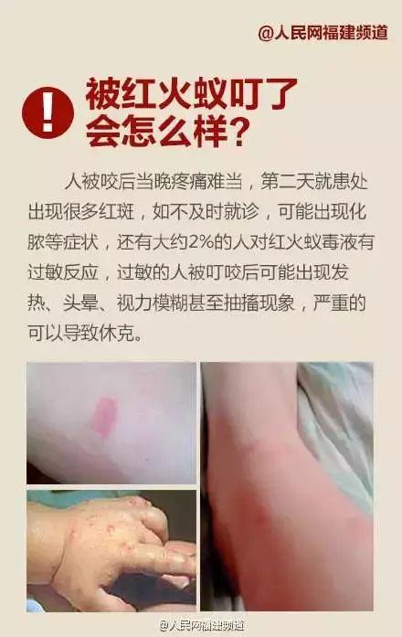 紧急提醒!红火蚁出没漳州!千万别碰!县政府已启动疫情防控