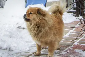 “忠犬大黄”感动全城-——拒绝被收养，原地等候去世主人５年图片