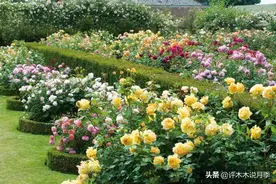 月季秋天病害多，白粉、黑斑重点防。植株健康花更多，附用药指南图片