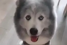 你永远猜不透狗和狗能生出啥？图片