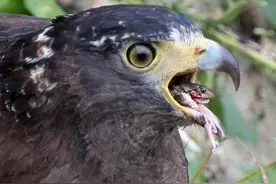 百毒不侵，为什么有些动物能够以"毒物"为食？图片