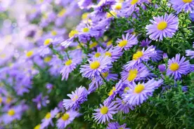 人到老年，没婚姻没子女真的会很惨吗？76岁老人：学会心静自然顺图片