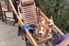 人抬轿，狗坐轿，伤害性不大，侮辱性极强，四川狗坐轿事件引争议图片