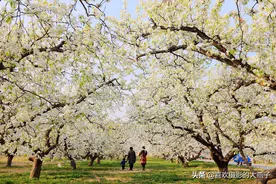 京郊：大兴万亩梨园，又到了一年赏梨花的最佳季节图片