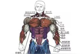 人体肌肉怎么画？人体肌肉画法图片