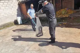 生态环境渐变好 野生动物频扰民图片