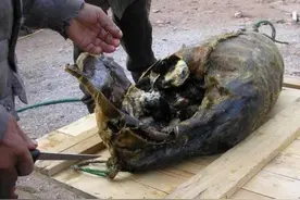 因纽特人有种奇怪美食：海燕放海豹肚腌制，3年后取出生吃，真香图片