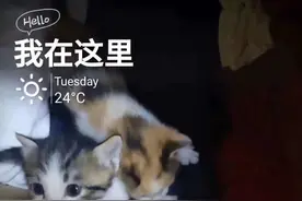 养猫讲究缘分图片