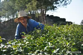 76岁大爷摘茶16年，称上山如取钱，儿子天天嘱咐1句话图片