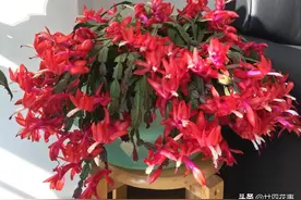 蟹爪兰叶子软塌，难复花，“根源”在这里，解决后重新饱满猛开花图片