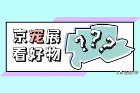 刚刚过去的京宠展，有哪些好玩的猫咪商品？图片