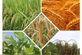 我国古代每亩土地平均能产多少斤粮食？图片