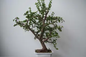 这几种烂大街的绿植别小瞧，养久了变成漂亮盆景，价值高观赏性强图片